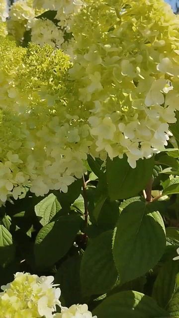 Хрящевка. Замок Гарибальди.Красота гортензий #природа смотреть онлайн