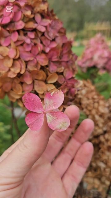 Гортензия PANdalus. 31 августа 2024 смотреть онлайн