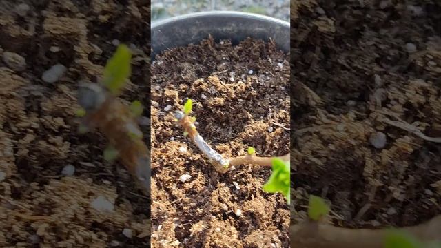 Трещина коры на гортензии Petite Cherry