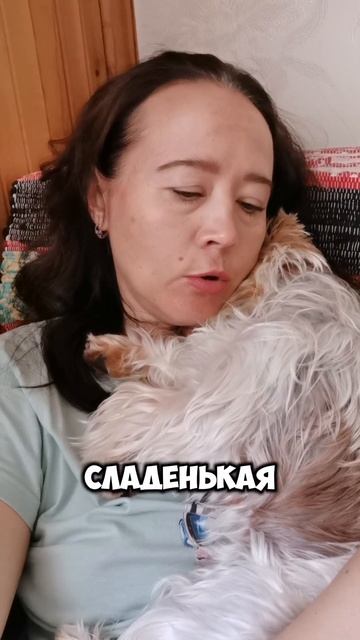 Бивер-йорк - самая милая порода #собака #йорк #бивер #пи? смотреть онлайн