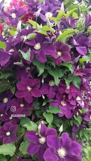 Варшавска Найк и роза Фламментанц- прекрасный дуэт в н смотреть онлайн