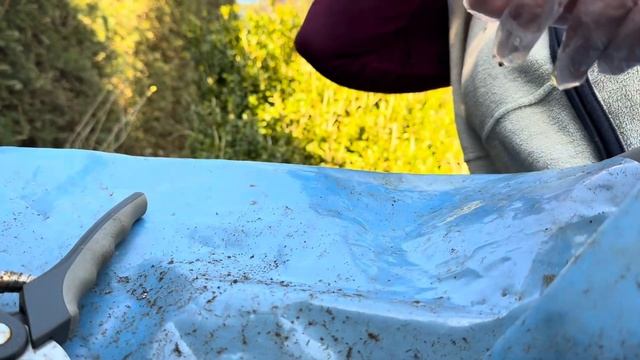 22.03.25. Проверяем веточки Крупнолистной Гортензии. Сохр