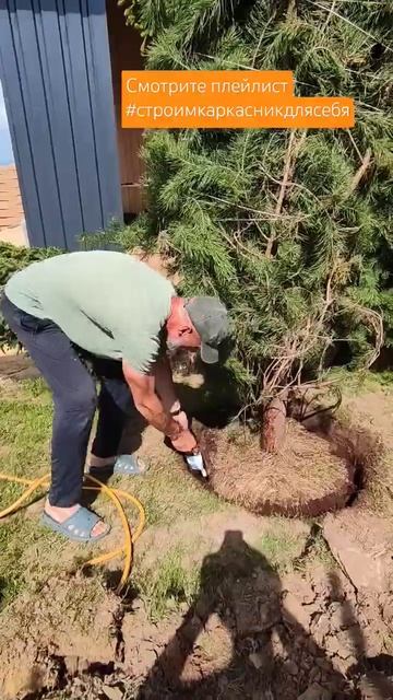 Посадка сосен и елей смотреть онлайн