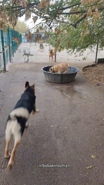 Лето закончилось! Нет, не слышали#собака#приют#топ#при? смотреть онлайн