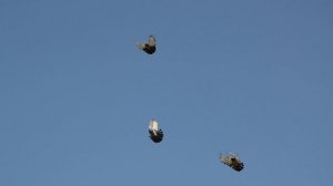 Торцовые  голуби Регулярного В И 2025