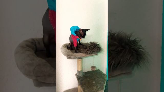 Лысая кошка сфинкс свалилась вниз когда пыталась поес смотреть онлайн