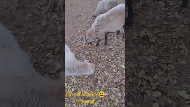Our sheep eat leaves😃🐑🐏/ Наши овцы едят сухие листья😃🐏🐑 смотреть онлайн