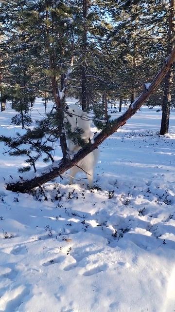 Самоед Шомка! Вкус ели! смотреть онлайн