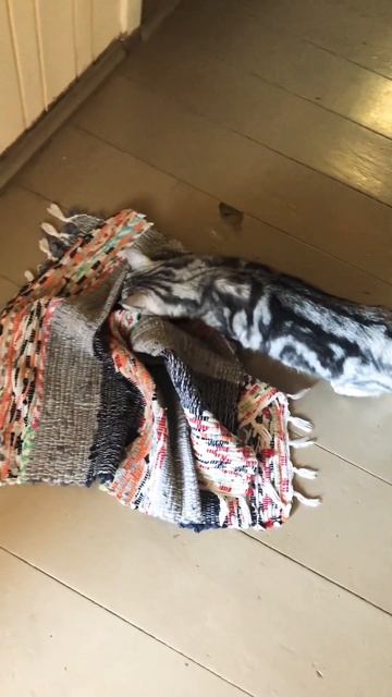 #кошка там точно кто-то есть смотреть онлайн