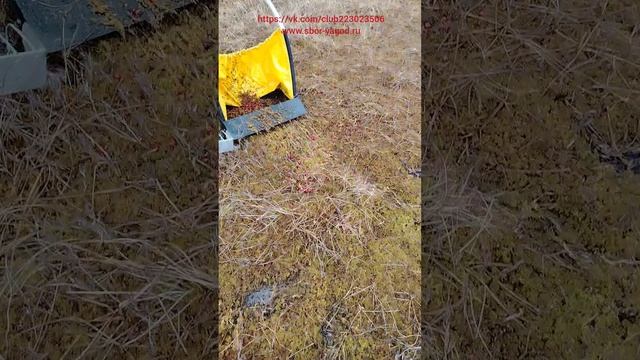 Сбор клюквы весной 2025, новый инструмент. смотреть онлайн