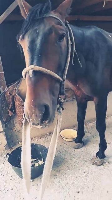 Лошадь ест 🍏 смотреть онлайн