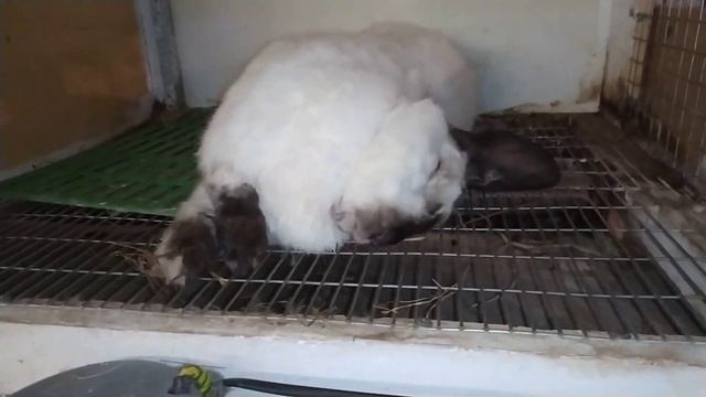 Человеческая глупость и её последствия! смотреть онлайн