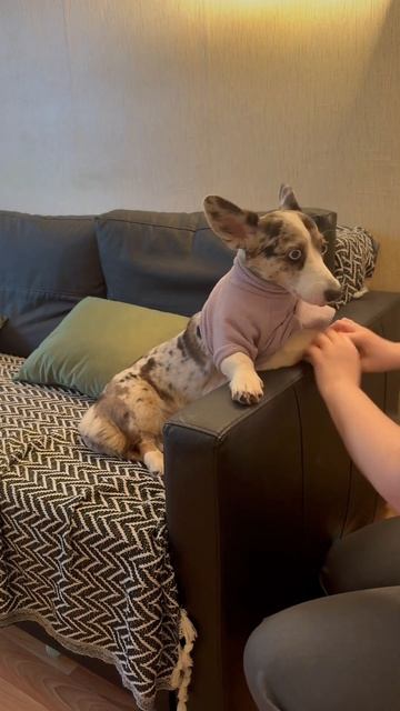 У меня есть лучшая в мире подружка #собака #корги #корг? смотреть онлайн