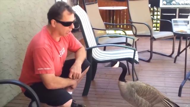 Новый прикол разговор с гусем смотреть онлайн