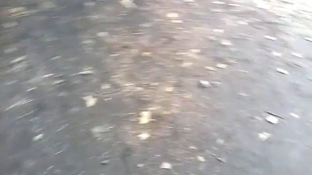 Приколы над собаками!! смотреть онлайн