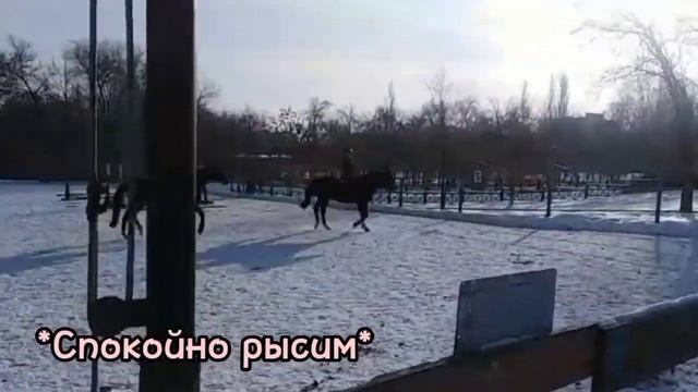 Виля-это звезда всей конюшни! / Alya_Sport / Конный спорт смотреть онлайн