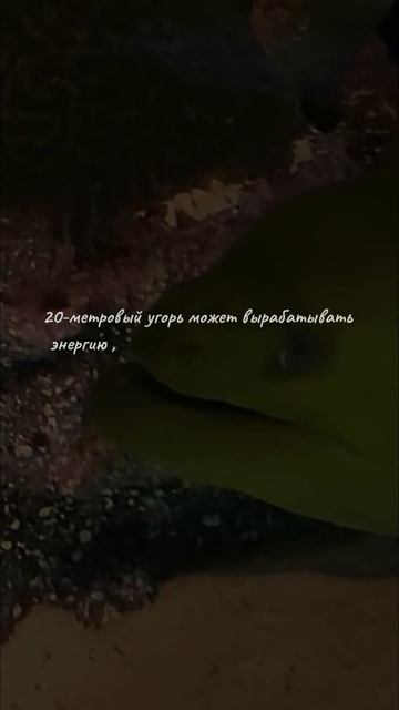 #shorts #угорь #энергия #лампочка смотреть онлайн