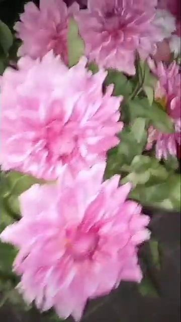 астры#цветы#shorts смотреть онлайн