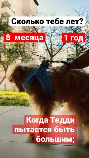 Сколько ему лет КОНЕЧНО ЖЕ 1 ой ТоИсть 8 месяца✨ смотреть онлайн