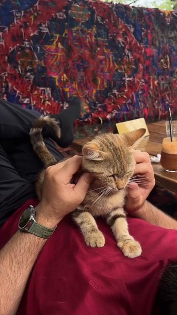 📌ОЧЕНЬ ЛЮБЛЮ КОШЕК 🐈😊 А ВЫ? У ВАС ЕСТЬ КОШКА? смотреть онлайн