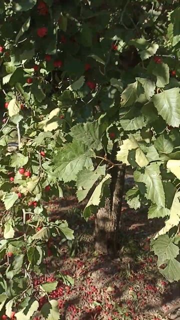 Боярышник гигант смотреть онлайн