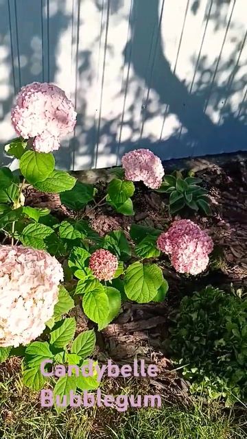 Гортензія деревовидна Candybelle Bubblegum