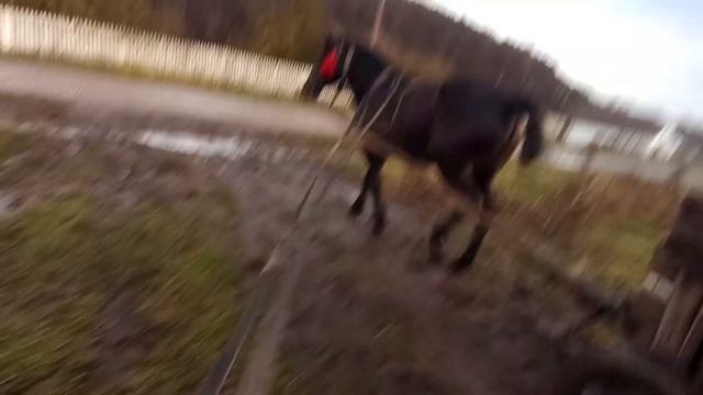 коні ваговози коні в Україні/koni Ukraine смотреть онлайн