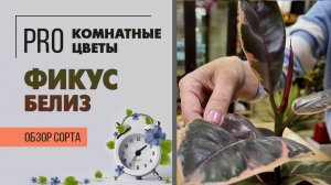 Фикус каучуконосный или фикус эластика Белиз. Обзор сорта. Розовые листья и загадочная азбука морзе.