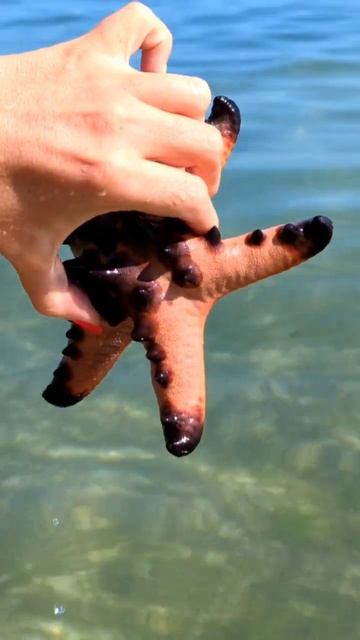 морская звезда. Филиппины смотреть онлайн