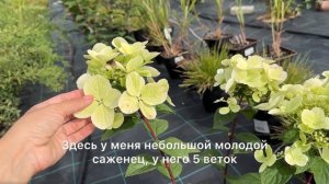 Мотыльковые гортензии из нашей коллекции. Обзор сорто