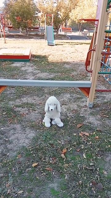 а у нас во дворе есть собака одна смотреть онлайн