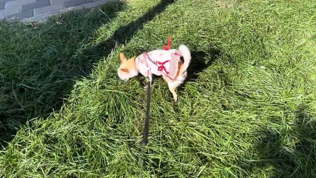 Хорошо, что у меня есть собака - только она заставляет ? смотреть онлайн