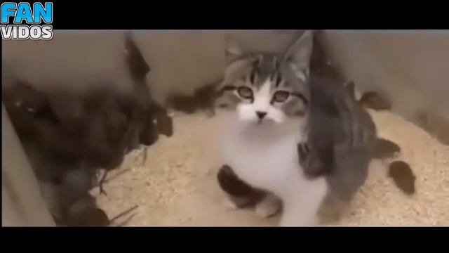ТЕСТ НА ПСИХИКУ СМЕШНЫЕ КОТЫ И КОШКИ ПРИКОЛЫ С КОТАМИ И КОШКАМИ 2016 подбор смотреть онлайн
