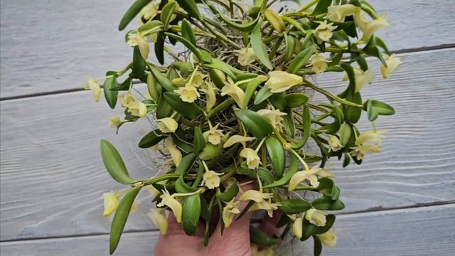 Орхидея дендробиум хименантум DENDROBIUM HYMENANTHUM смотреть онлайн