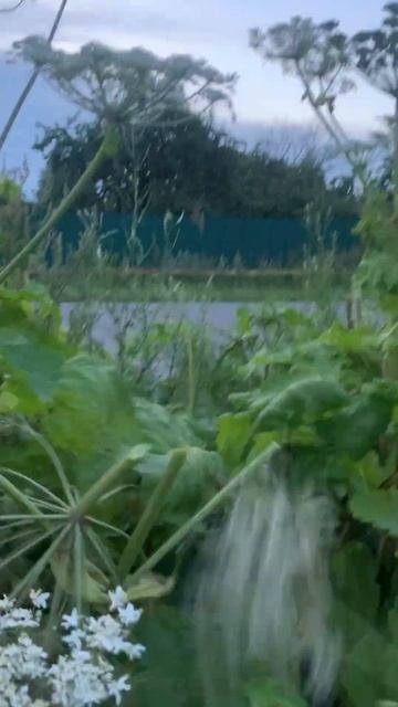 Нарезка борщевика разными голосами смотреть онлайн