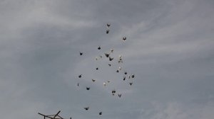 Торцовые голуби Регулярного В И апрель 2024