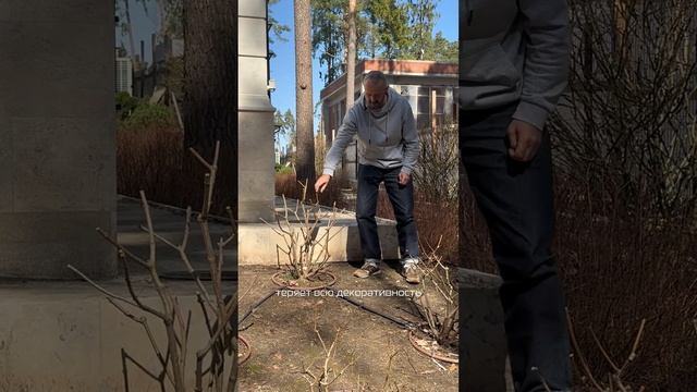Правильное формирование куста гортензии #ландшафт #са