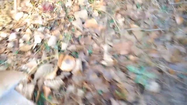 Picking mushrooms. Грибы. Сколько нашел. Два... Serhulya TV смотреть онлайн