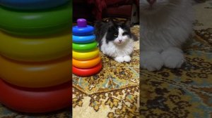 яни убежал из дома у а ну ка давай ка эни одали мурзя ум