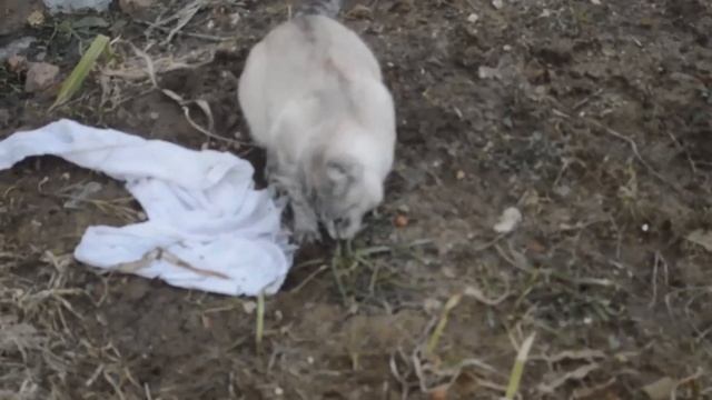 Кошечка весенняя. 29. 03. 2020 г. смотреть онлайн