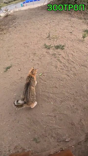 Кот и богомол. 🤣 Встреча века. Интересные животные. Сл смотреть онлайн