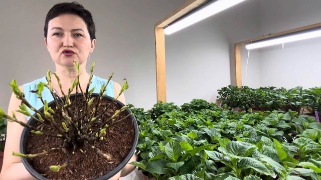 Зимняя отправка гортензий. #крупнолистныегортензии,#з смотреть онлайн