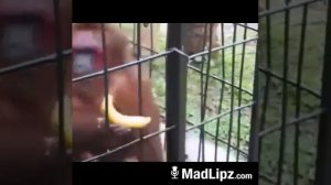 Таджикский мат прикол с обезьяной