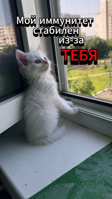 Белый кот #shorts #cat #животные #кот #котики смотреть онлайн