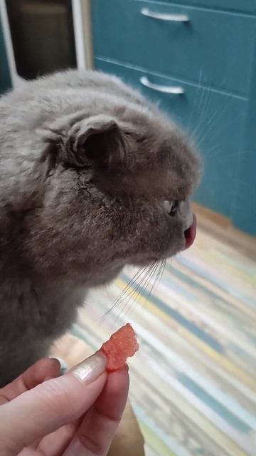 кошка Симка ест арбуз смотреть онлайн