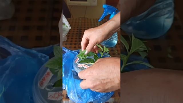 Весеннее укоренение черенков метельчатых гортензий в смотреть онлайн