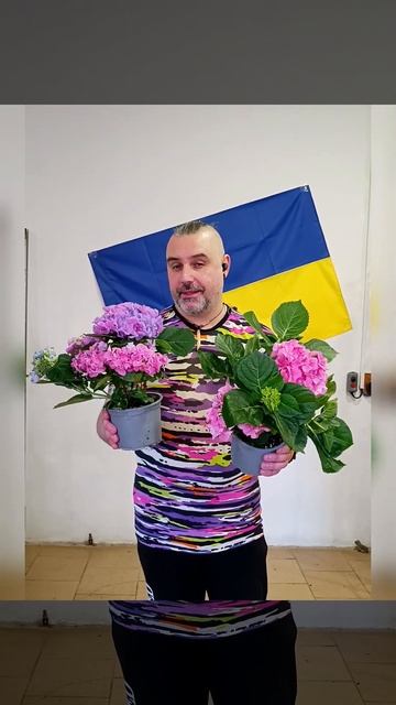 Гортензия микс, цена 350 гривен! Бронь в вайбер 0996782355 смотреть онлайн
