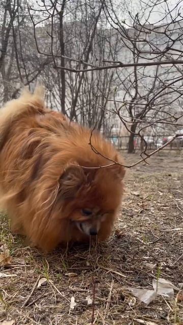 Есть траву смотреть онлайн