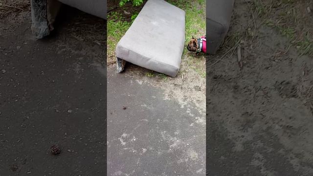 Якур и диван