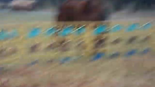 Крутая лошадь чешет попу в Пинске))))) смотреть онлайн